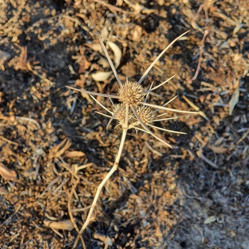 Eryngium tricuspidatum image