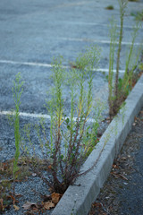 Erigeron floribundus