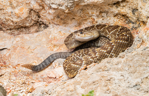 Western Black-tailed Rattlesnake