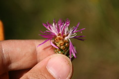 Centaurea jacea
