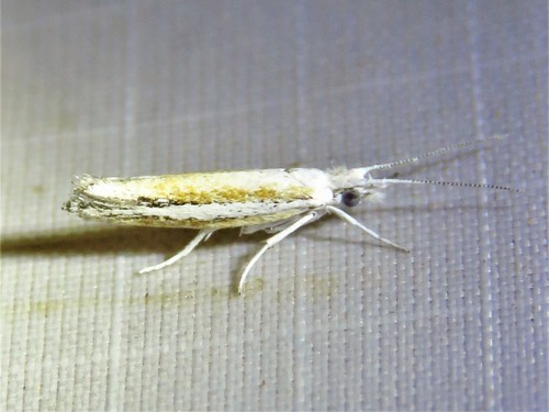Ypsolopha gerdanella photo 3