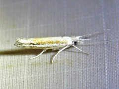 Ypsolopha gerdanella