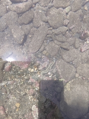 Hermodice carunculata