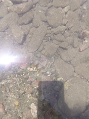 Hermodice carunculata