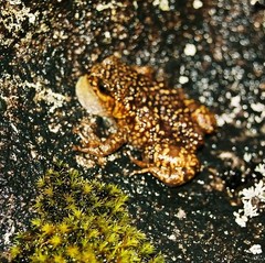 Mountain Climbing Frog photo 1