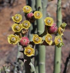 Euphorbia dregeana