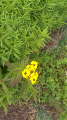 Tagetes lucida