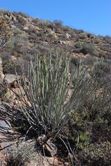 Euphorbia dregeana