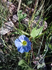 Ipomoea cardiophylla