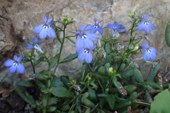 Viola