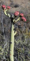 Euphorbia dregeana