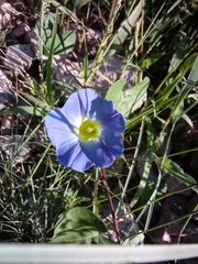 Ipomoea cardiophylla