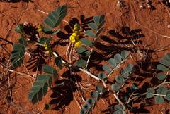 Senna italica arachoides