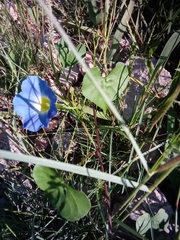 Ipomoea cardiophylla
