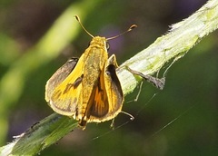 Polites vibex praeceps