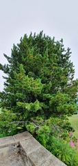 Pinus cembra