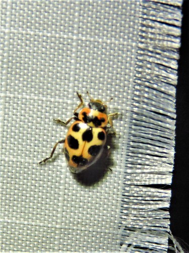 Seaside Lady Beetle photo 4