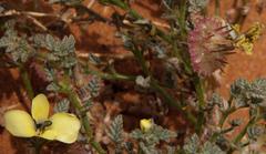 Neurada procumbens