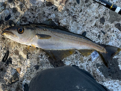 Pollachius pollachius