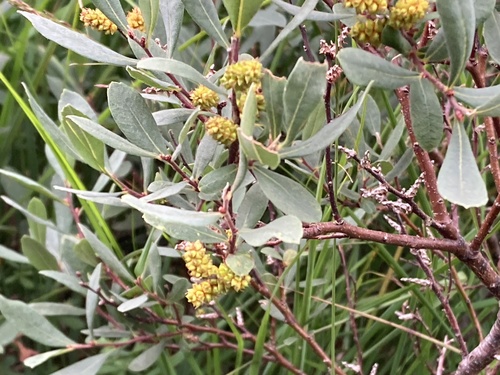 bog myrtle