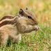 Five-striped Palm Squirrel - Photo (c) navas_kiliyanni, some rights reserved (CC BY-NC)