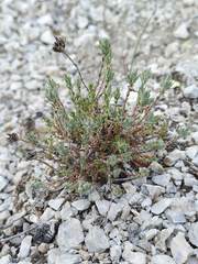 Arenaria armerina