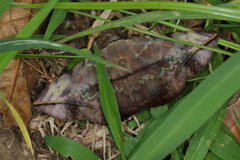 Hypopyra capensis