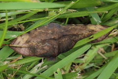 Hypopyra capensis