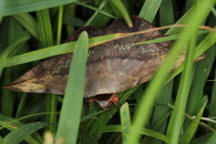 Hypopyra capensis