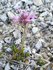 Thymus longiflorus