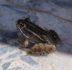 Pelophylax