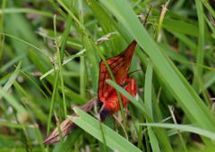 Hypopyra capensis