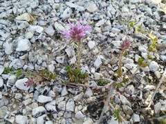 Thymus longiflorus