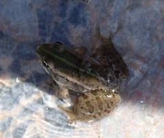 Pelophylax