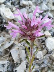 Thymus longiflorus