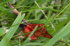 Hypopyra capensis
