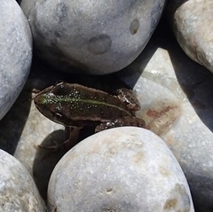 Pelophylax
