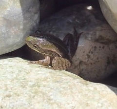 Pelophylax