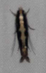 Plutellidae