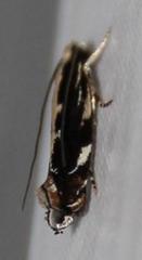 Plutellidae