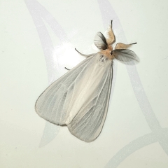 Laelia obsoleta