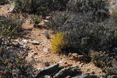 Crassula muscosa obtusifolia