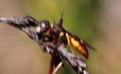 Philanthus triangulum diadema