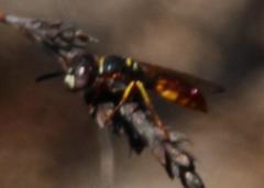 Philanthus triangulum diadema