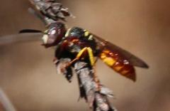 Philanthus triangulum diadema