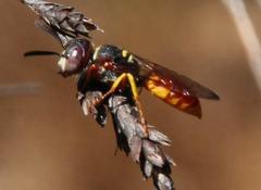 Philanthus triangulum diadema