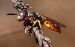 Philanthus triangulum diadema