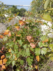 Toxicodendron radicans verrucosum