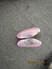 Gari lineolata