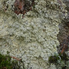 Lepraria membranacea